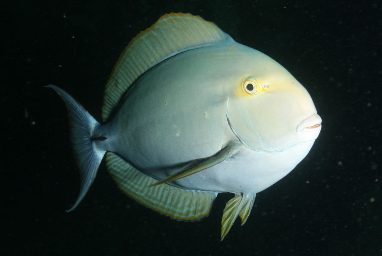 Ein Doktorfisch taucht wie aus dem Nichts auf 